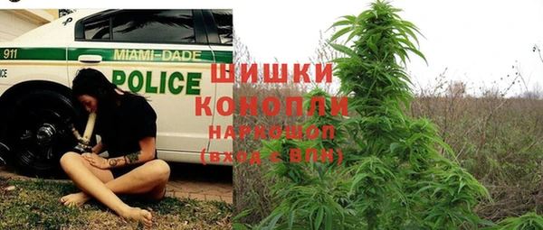 шишки Корсаков